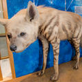 Striped Hyaena taxidermy