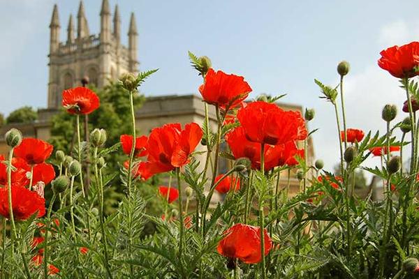 Poppy flowers in front of Magdalen College