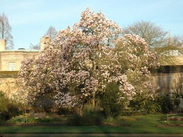 Saucer Magnolia