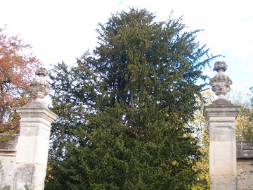 European Yew