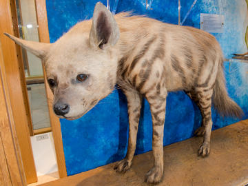 Striped Hyaena taxidermy