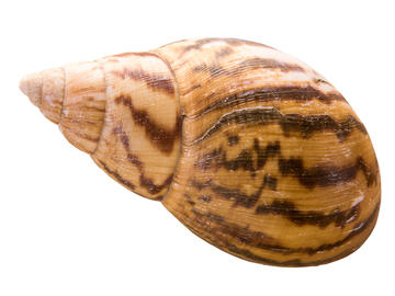 Shell of Giant African Land Snail