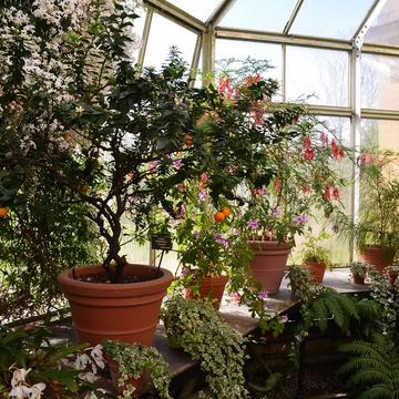 Aromatherapy in the conservatory