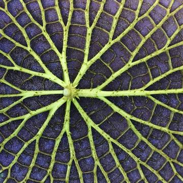 The underside of a giant lily pad at Oxford Botanic Garden